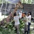 In this photo taken Thursday, March 1, 2012 photo, Kliwon, a 30-year-old male African giraffe, receives treatment from animal keepers at the Surabaya Zoo in Surabaya, East Java, Indonesia. The only giraffe at Indonesia's largest zoological garden has died late Thursday with pounds of plastic blob found in his stomach, Anthan Warsito, the spokesman of the zoo said Saturday. (AP Photo/Trisnadi)