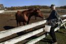 In this Oct. 16, 2014 photo, Randy Johnson offers an apple to a horse at Eagle's Healing Nest, a retreat for veterans, in Sauk Centre, Minn. The retreat, located on 124 acres of rolling farmland, has served the needs of veterans from about 10 states. The goal is to mend and go home. (AP Photo/Jim Mone)