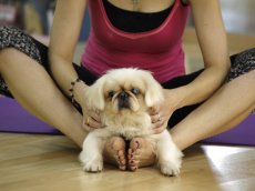 Slideshow: Dog yoga