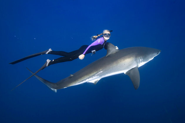 White Shark Freediver