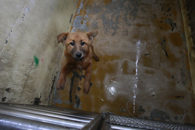 In this photo taken on Monday, April 9, 2012, a dog begs for attention at a government-run shelter in Taoyuan, northern Taiwan. In an ongoing project, Taiwanese photographer Tou Chih-kang makes portra
