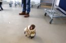 Photos: Monkey found at IKEA headed for sanctuary
