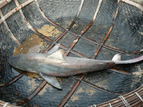 Lại bắt được cá mập ở biển Quy Nhơn Hamcamap1