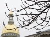 Spring buds are seen on a tree near the New Jersey Statehouse in Trenton, N.J., during a light rain Thursday, March 31, 2011. (AP Photo/Mel Evans)