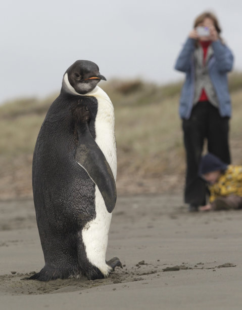 In this photo taken Tuesday June  21, 2011, a woman photographs an Emperor penguin on Peka Peka Beach of the Kapiti Coast in New Zealand. Emperor penguins typically spend their entire lives in Antarctica and almost never make landfall near humans, with the last sighting in New Zealand being more than 44 years ago. (AP Photo/New Zealand Herald, Mark Mitchell) NEW ZEALAND OUT, AUSTRALIA OUT