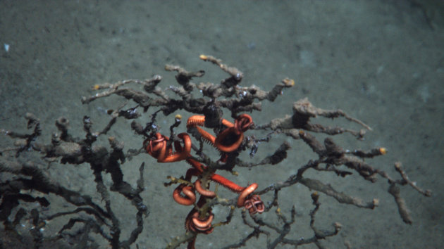 This October 2010 photo provided by Penn State University shows the arms of a brittle starfish, red in color, clinging to coral damaged by the Macondo well in the Gulf of Mexico. After months of laboratory work, scientists say they can definitively finger oil from BP’s blown-out well as the culprit for widespread damage and the slow death of a deep-sea coral community in the Gulf of Mexico. (AP Photo/NOAA and Woods Hole Oceanographic Institute)