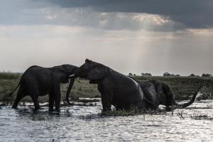 Elephants in the waters of the Chobe river in Botswana …