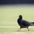 Pigeons can strut safely at the Olympics, as no pigeon shooting is in the programme