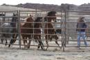 File photo of wild horses in a corral as the Bureau of Land Management (BLM) gathers the horses south of Garrison Utah