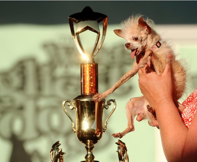 La perrita Yoda, una mezcla de las razas chihuahueño y chino crestado, junto a su trofeo de primer lugar del Concurso "El perro más feo del mundo 2011", el viernes 24 de junio de 2011, en Petaluma, Ca