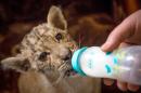 Tsar, a rare tigress-lion crossbreed liger cub, drinks about a litre of goat's milk a day