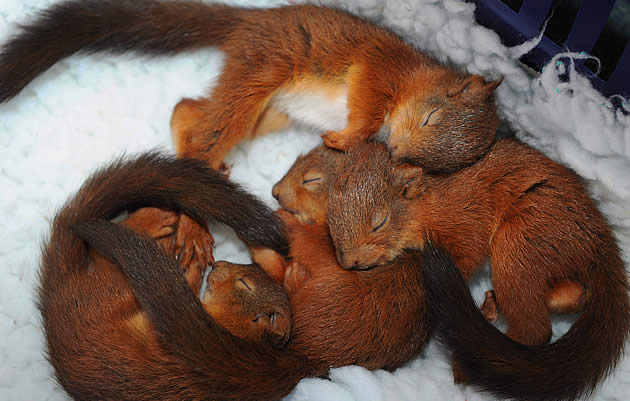 Esquilos recém-nascidos recebem tratamento em centro de recuperação após furacão Esquilo_vermelho3