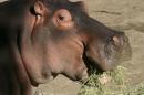Handout photo from Denver Zoo of Bertie, a 58-year-old male hippopotamus