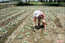 搶種高麗菜 育苗場賣出菜苗 逾200萬棵