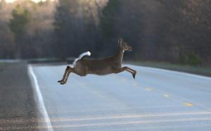 A deer runs across the road, Wednesday, May 6, 2015&nbsp;&hellip;