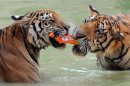 Fewer than 300 tigers remain in the wild in Thailand