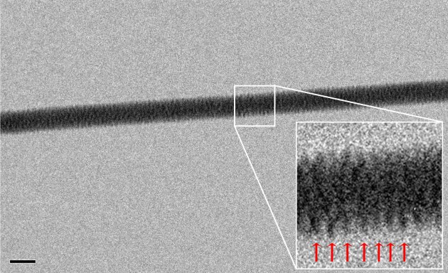 Investigadores del Instituto Italiano de Tecnología obtuvieron por 
primera vez una fotografía del modelo de doble hélice del ADN, esto al 
utilizar un microscopio electrónico.
