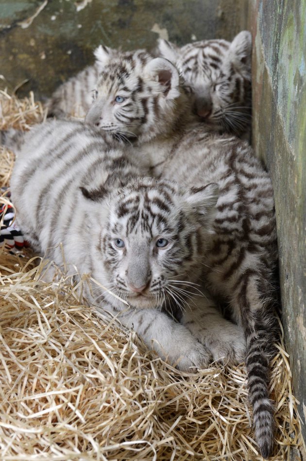 White tiger cubs are seen after a medical examination by veterinary surgeons at Bratislava Zoo