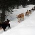 Kristy Berington's team descends a steep section of trail outside the Finger Lake checkpoint in Alaska during the Iditarod Trail Sled Dog Race on Monday, Mar. 4, 2013. (AP Photo/The Anchorage Daily News, Bill Roth)