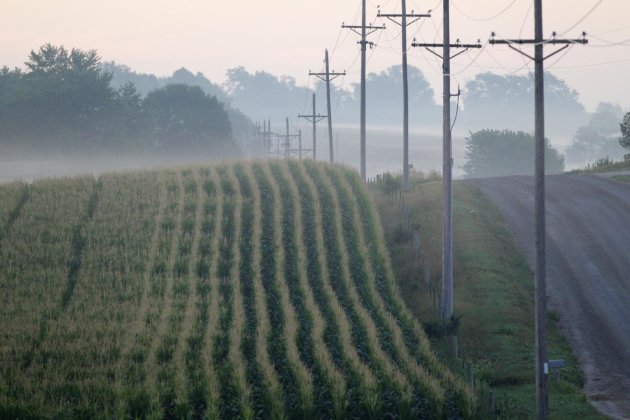 This file photo from July 19, 2012, shows a corn field on a foggy morning near Springfield, Neb. The USDA is releasing its first estimate of the 2013 crop size in its spring planting report on Thursday, March 28, 2013. (AP Photo/Nati Harnik)