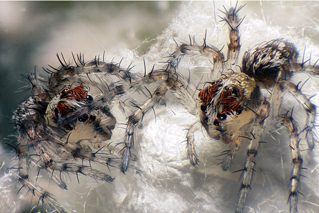 أفضل الصور المجهرية في مسابقة عالمية 02-newborn-spiderlings-jpg_162006