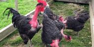 Mutasi Gen Bikin Ayam Leher Telanjang Tahan Panas