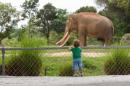 Zoo Elephants' Big Threat: Too Much Junk in the Trunk