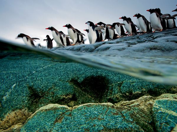 Gentoo Penguins, Anvers I …