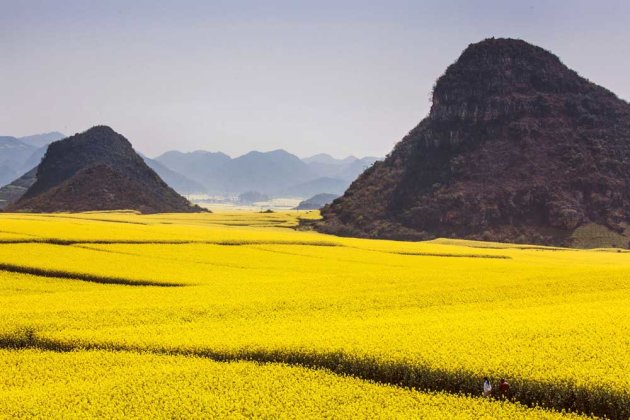 Lautan Kuning di Tengah Pedesaan China 8
