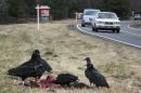File of vultures feasting on a road kill as commuters pass by real estate for sale in Great Falls
