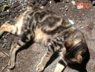 Kucing Milik Ninik Bertuliskan Huruf Arab