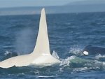 First-ever video of rare white orca released