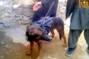 Taliban Brag About Latest Battlefield Captive -- a Dog