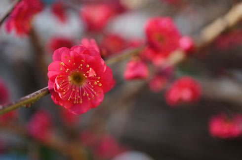 Hoa đào. Hoa đào phổ biến ở miền Bắc nước ta và một số vùng xứ lạnh. Loài hoa này nở vào mùa xuân biểu tượng cho sự may mắn, hạnh phúc, tình bạn khắng khít, thân thiết trường tồn. Chưng một cây đào tr