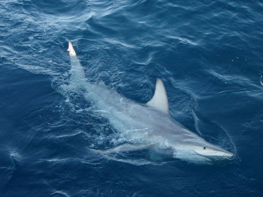 health0005b.120103212012 澳洲海域 混種鯊魚