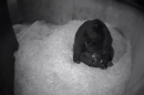 Rare Bear Has Twins at National Zoo