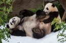 San Diego Zoo pandas in the snow