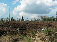 印尼泥炭地轉作油棕 恐釋出大量溫室氣體