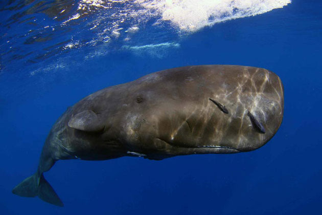 Award-winning sea creature photos Under-water-photos-200412-630-02-jpg_085745