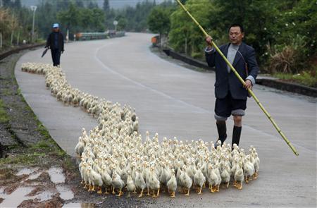 A breeder, whose business has been affected by the H7N9 bird flu virus, walks his ducks along a road in Changzhou county, Shandong province, April 24, 2013. REUTERS/Stringer