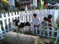 彰化乳牛節週六登場　喝鮮乳餵小牛擠母牛