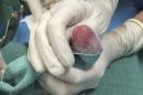 Smithsonian's National Zoo image of one of the giant panda cubs born on Saturday
