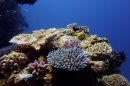 Weird Ocean Current May Create Coral Refuges