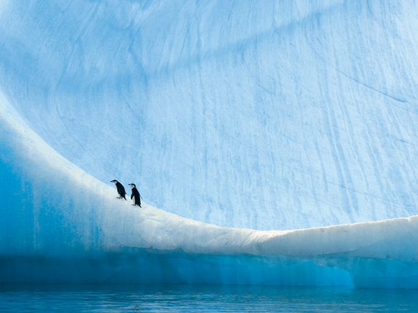 Chinstrap Penguins, Anvers …