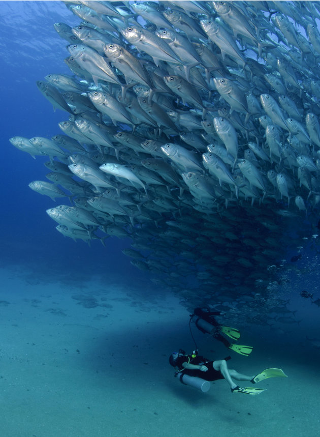 صور مذهلة لأسماك تعشق التصوير 2-CATERS-Diver-Takes-A-School-Photo-03-jpg_215000