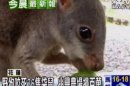 野狗咬死26隻袋鼠 兆豐農場損百萬