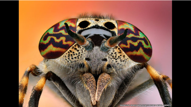 الحشرات كما لم تشاهدونها من قبل 130314150415-caters-bugs-in-shades-01-jpg_134530