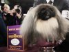 Malachy, a Pekingese, sits in the trophy after being named best in show at the 136th annual Westminster Kennel Club dog show in New York, Tuesday, Feb. 14, 2012. (AP Photo/Seth Wenig)