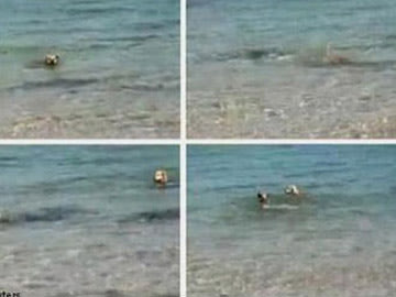 Chó bơi ra biển... cắn cá mập 2011_07_22_08_51_dog1