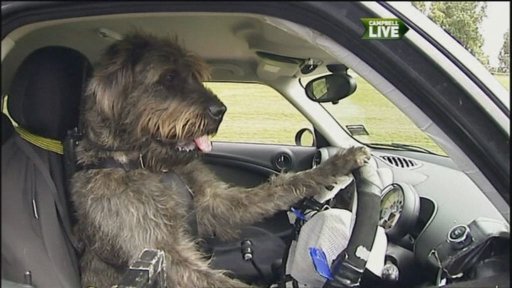 cane al volante